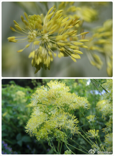 Thalictrum flavum 毛茛科 黄花唐松草。