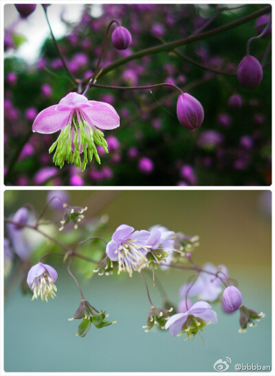 Thalictrum rochebrunianum 毛茛科 紫花唐松草。