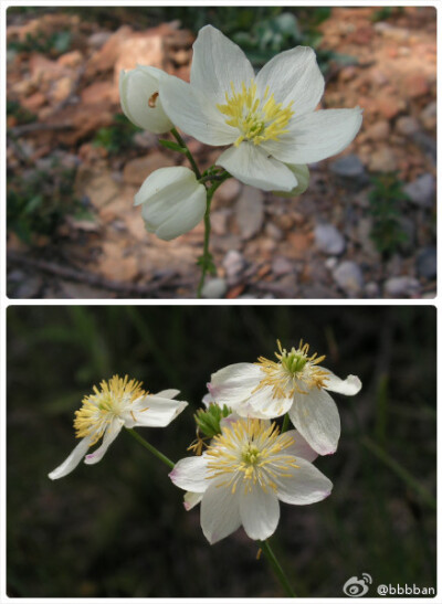 Thalictrum tuberosum 毛茛科 块茎唐松草。