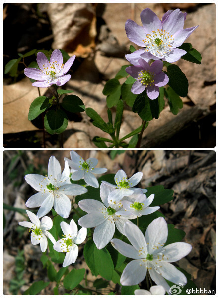 Thalictrum thalictroides毛茛科 唐松草叶银莲花 ~