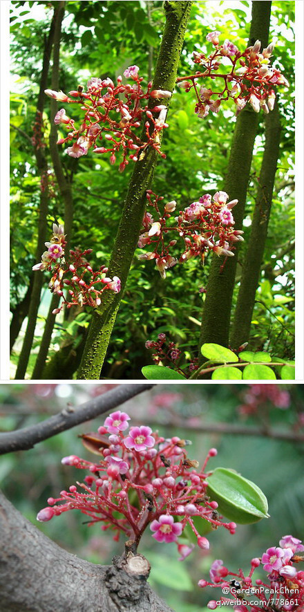 酢浆草科 洋桃属 洋桃(Averrhoa carambola) 常绿小乔木，中国原产，岭南佳果之一。因横切面如五角星，故又称"星梨"(Starfruit)。