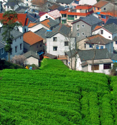 梅家坞——龙井故里，江南茶文化村。