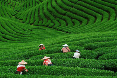 梅家坞——龙井故里，江南茶文化村。清明左右，取道杭州。江南访春，龙井问茶