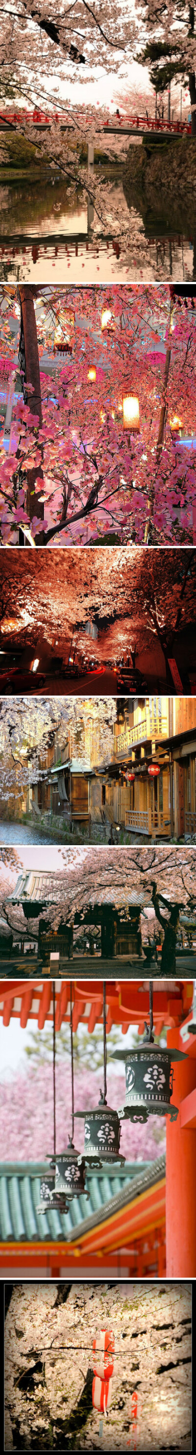 樱花也太美了吧