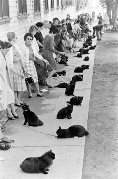 1961年好莱坞的一次黑猫展