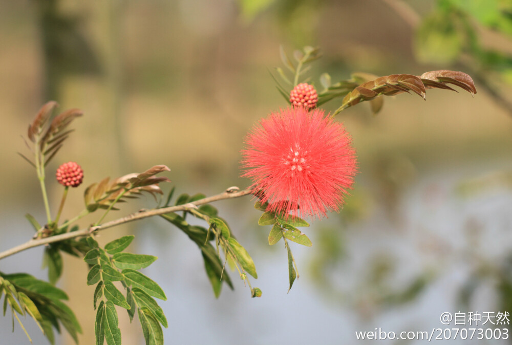 美洲合欢 ，别名：红合欢、红绒球 、美蕊花、朱缨花 。学名：Calliandra haematocephala 。含羞草科、朱?；ㄊ?~