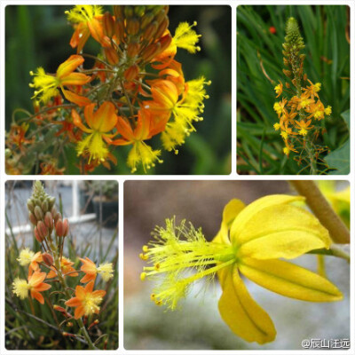 鳞芹（Bulbine frutescens），须尾草属，APG的黄脂木科（Xanthorrhoeaceae），或传统的百合科（Liliaceae）、日光兰科（Asphodelaceae，阿福花科、独尾草科）、石蒜科（Amaryllidaceae）。