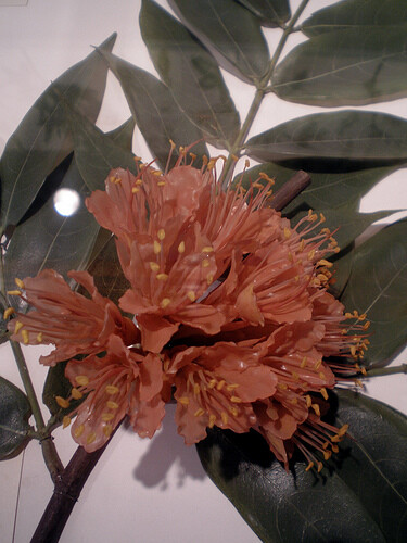 这些玻璃植物全是由玻璃艺术家leopoldblaschka和rudolfblaschka父子