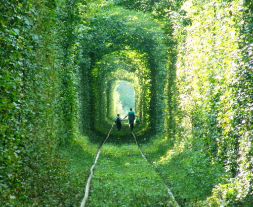 这是位于乌克兰 Kleven 的一条铁路，当地人称呼这条道为“爱的隧道”（Tunnel of Love）。