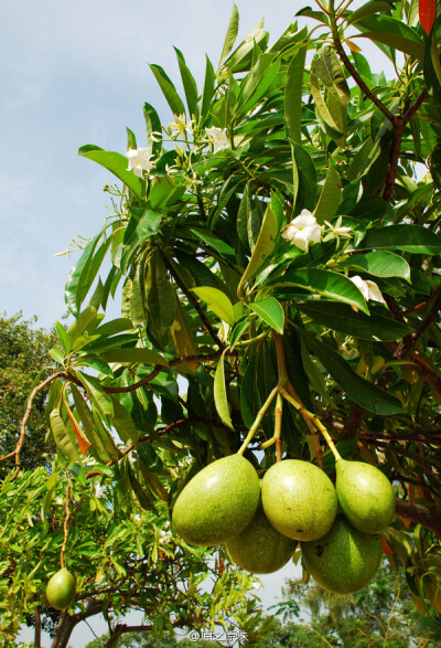 海芒果（Cerbera manghas ），别称海杧果、海檬果、山檨仔、猴欢喜、海檨仔、黄金茄、山杧果等，夹竹桃科、海芒果属。生长于海滨湿地，是优良的海岸防护林树种。全株有毒！