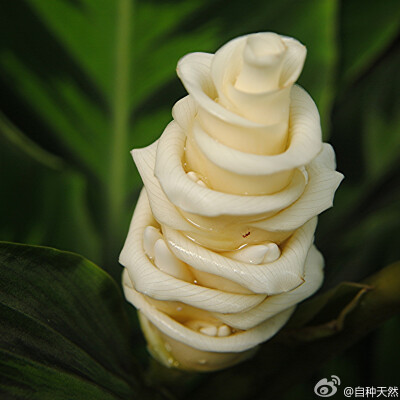 瓦氏竹芋 Calathea warscewiczii {摄影：jungle mama}