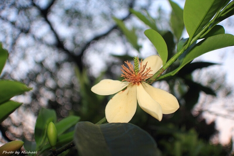 樂昌含笑（景烈含笑） Michelia chapensis Dandy 木蘭科-----趁落日的餘暉找到的好東西。本種樹形優美，常綠大喬木，高15-30米，是良好的觀賞樹種。