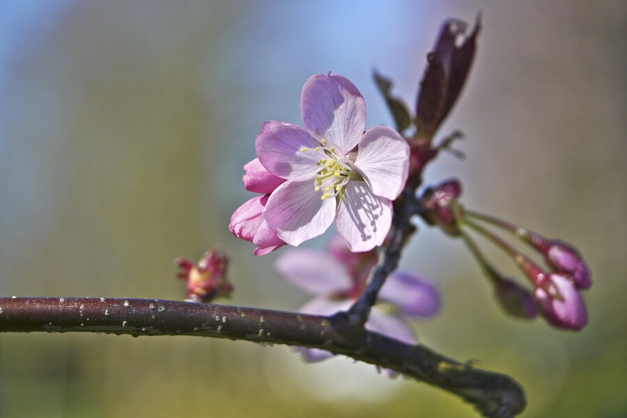 Photograph Springtime..... by John Purchase on 500px