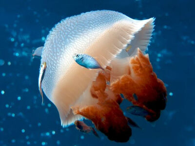  A floating, bell-shaped jellyfish and a bright blue fish