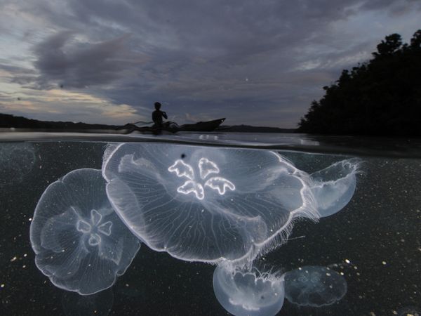 Jellyfish under a darkening sky