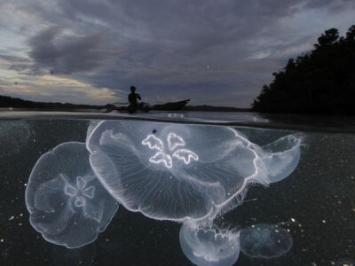 Jellyfish under a darkening sky