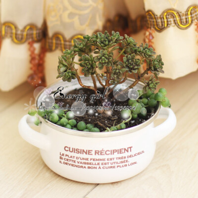 多肉植物 小人祭 花盆有售哦~http://item.taobao.com/item.htm?id=13988380656