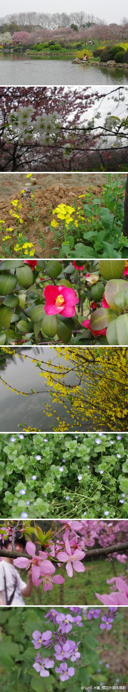 樱园里除了樱花还有其他花哟