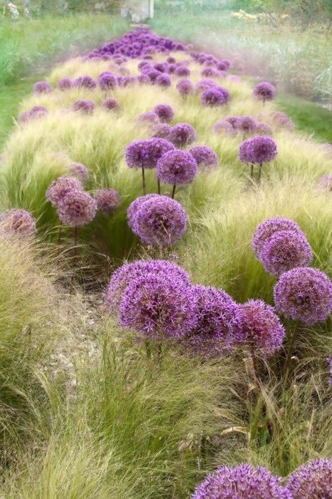 alliums and stipa tennuisima-gorgeous mix