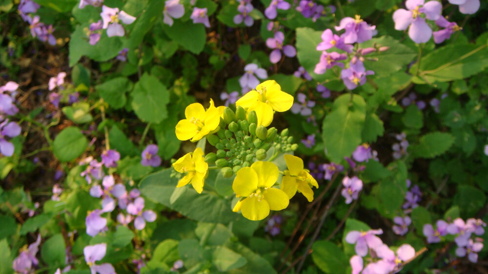 一棵洒落二月兰中的油菜花。