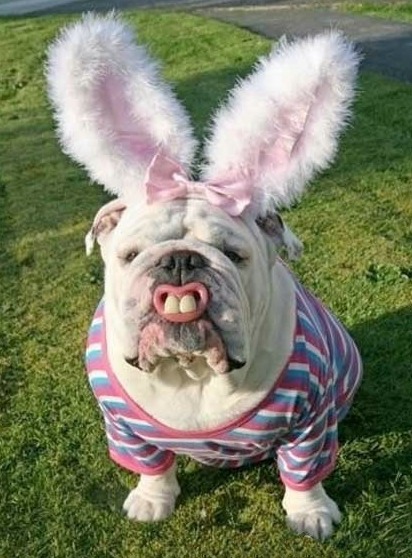 一只骄傲的兔纸，还有两颗大板牙哦！