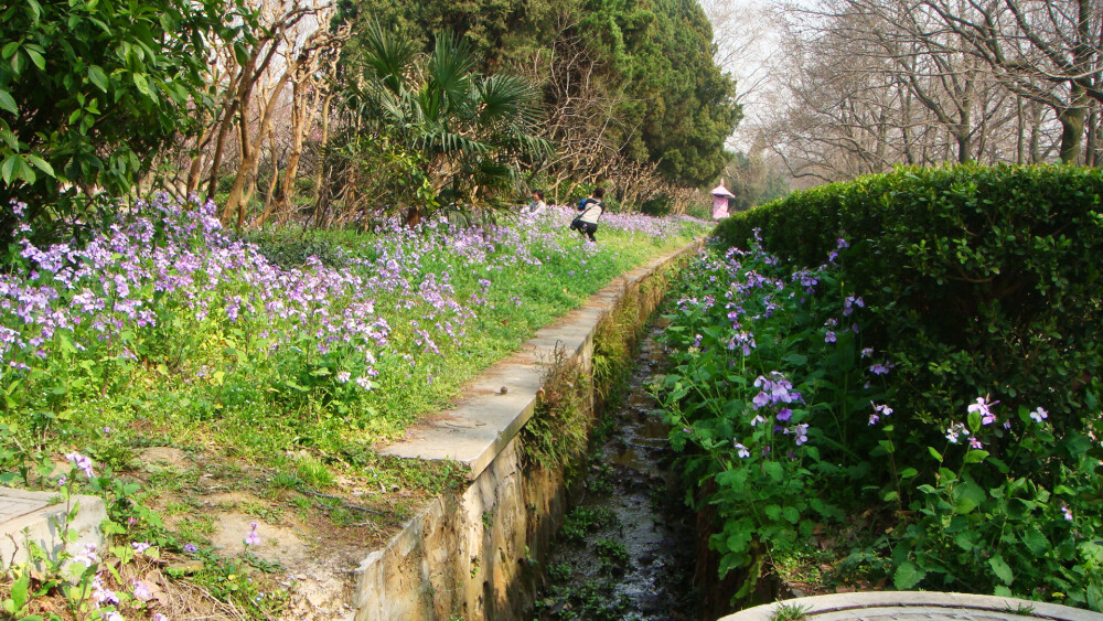 梅花山，二月兰。