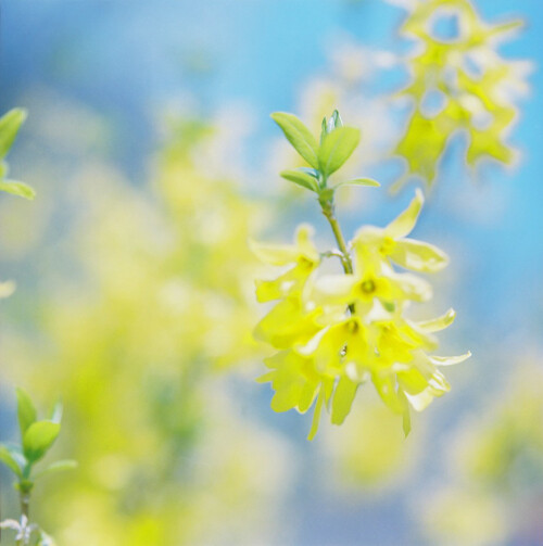 那些花儿。