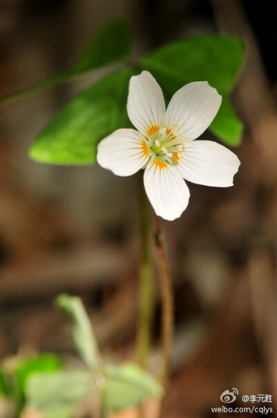 山酢浆Oxalis griffithii，酢浆草科。