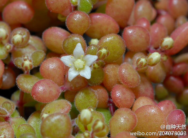 景天科青锁龙属的 Crassula expansa 摄影：Martin_Heigan