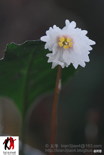 裂缘花（中国植物志称台湾岩扇），岩梅科，岩扇属。花特写一枚～花瓣裂片的边缘如齿状裂，因此得名。走在路边，这货如同大号堇菜，少人关注，实际上人家也算是台湾特有物种来的。