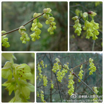 蜡瓣花 Corylopsis sinensis，金缕梅科蜡瓣花属。