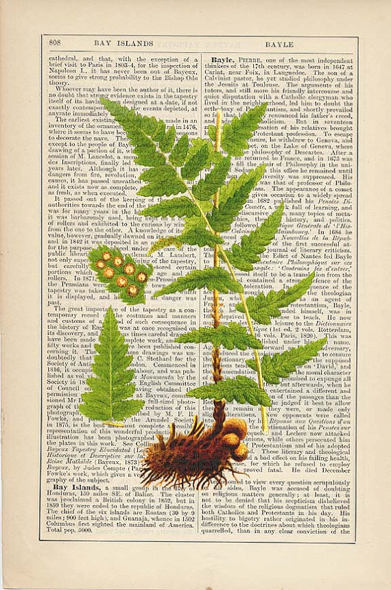 Crested Wood Fern Botanical 凤头木蕨类植物