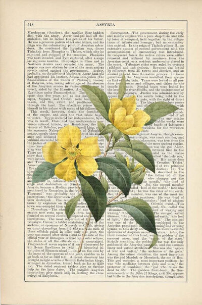 Botanical Print WILD YELLOW ROSE on Antique 1895 Encyclopedia Page 黄玫瑰