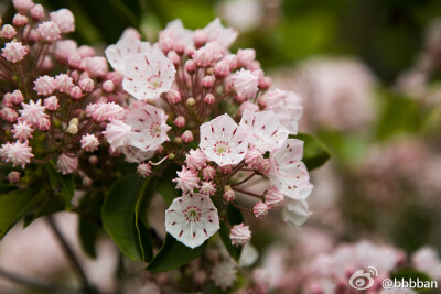 Kalmia latifolia杜鹃花科山月桂~~