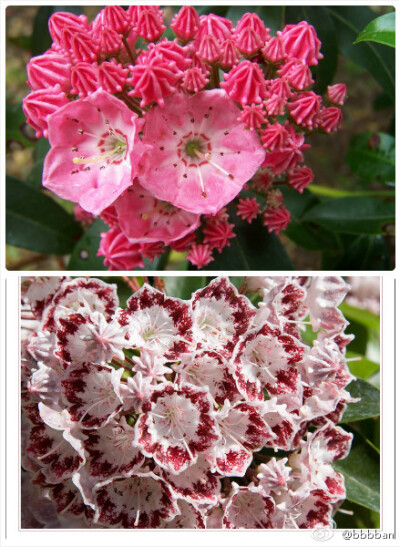 Kalmia latifolia杜鹃花科山月桂~~