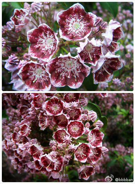 Kalmia latifolia杜鹃花科山月桂~~