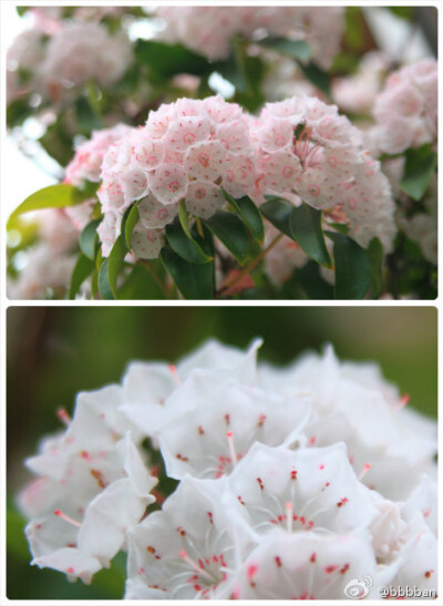 Kalmia latifolia杜鹃花科山月桂~~