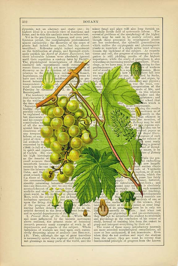 Grape Leaves Print on Antique 1895 Encyclopedia Page 葡萄叶