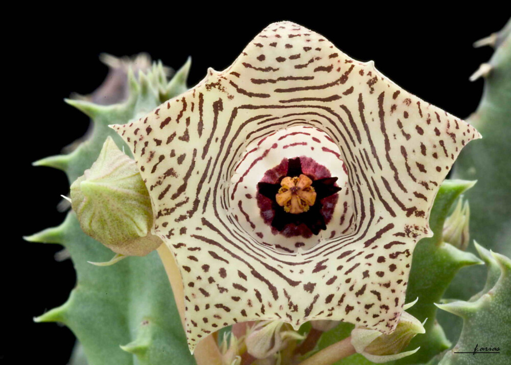 萝藦科 修罗道，学名：Huernia sp. 摄影：f.arias