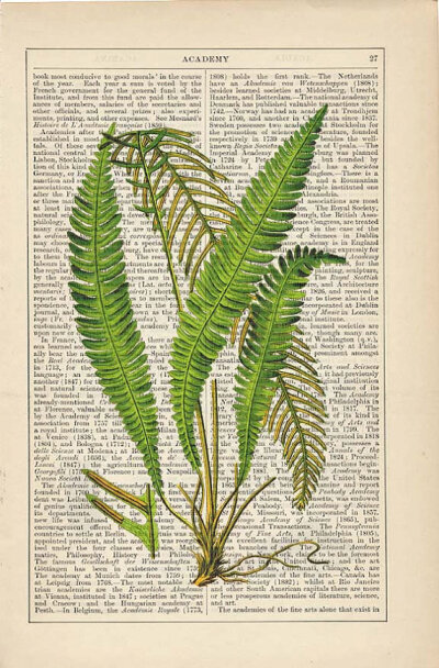 Deer Fern Print on Antique 1895 Encyclopedia Page