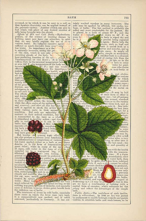 Blackberry Botanical Print on Antique 1895 Encyclopedia Page 黑莓