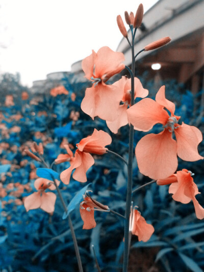 他朝两忘烟水里