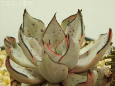 多肉--拟石莲花--Echeveria strictiflora v. nova 3