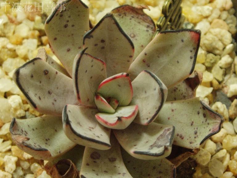 多肉--拟石莲花--Echeveria strictiflora v. nova 5