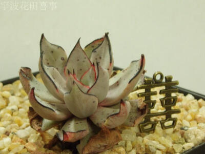 多肉--拟石莲花--Echeveria strictiflora v. nova 6