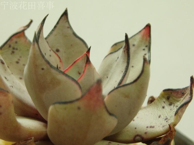 多肉--拟石莲花--Echeveria strictiflora v. nova 7