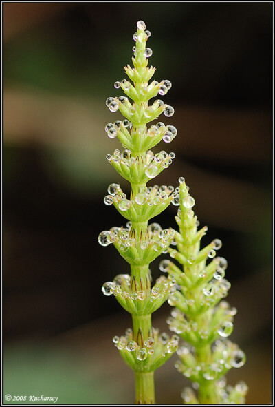 Morningdew48 in Stunning Morning Dew Photography