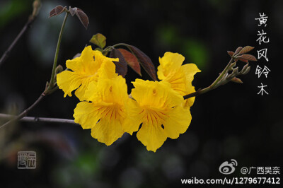 黄花风铃木 学名： Tabebuia chrysantha 科别： 紫葳科 特征： 黄花风铃木约4-5公尺高。掌状复叶，小叶4-5枚，倒卵形，纸质有疏锯齿，全叶被褐色细茸毛。春季约3-4月间开花，花冠漏斗形，也像风铃状，花缘皱曲，花色…