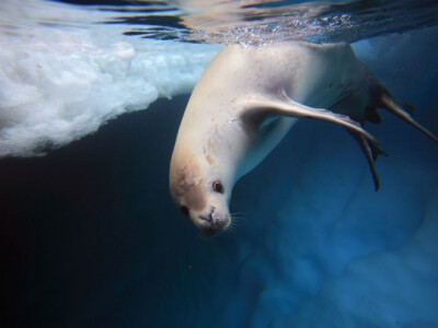 Crabeater Seal by Mariusz Potocki