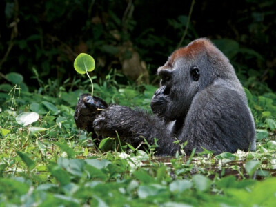 Silverback Gorilla, Africa by Ian Nichols